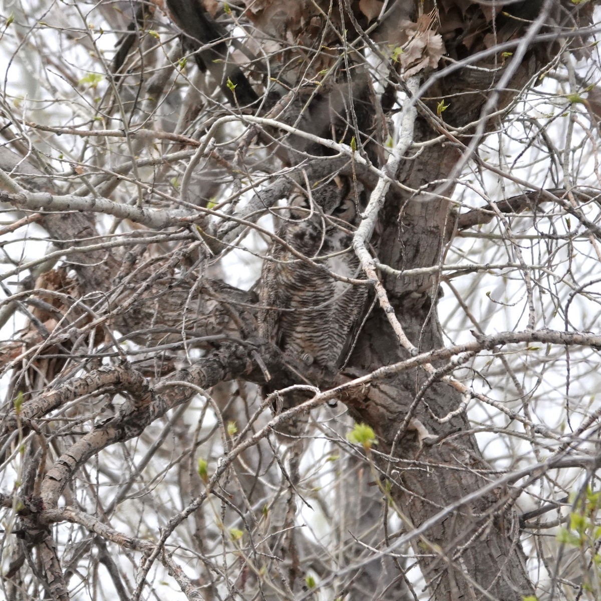 Great Horned Owl - ML617845156