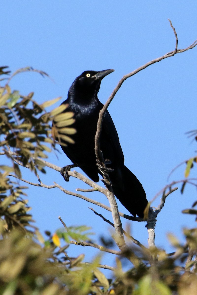 Great-tailed Grackle - ML617845158