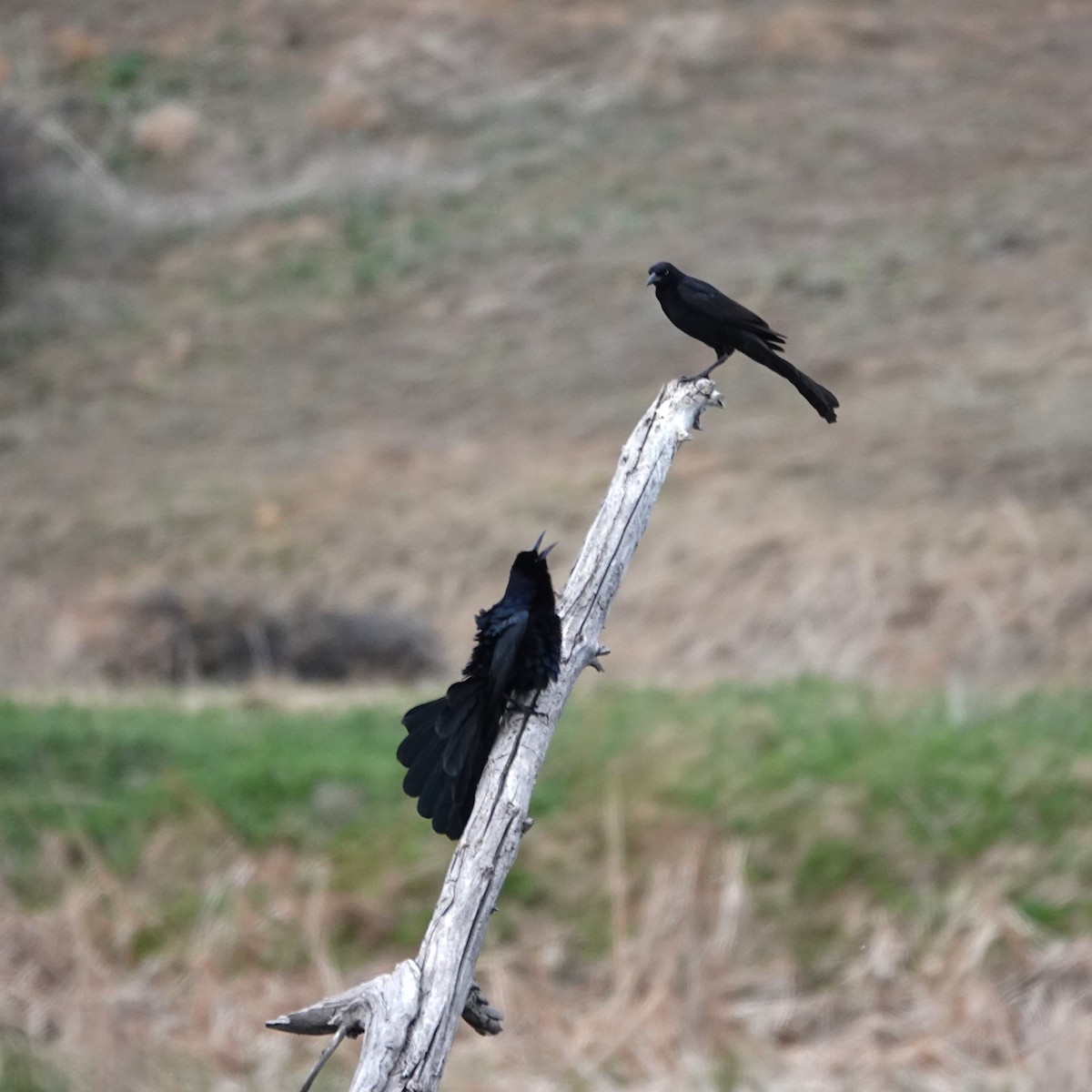 Great-tailed Grackle - ML617845179