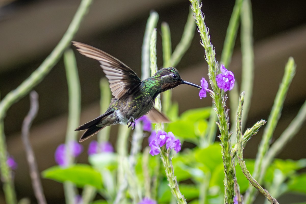 Black-bellied Hummingbird - ML617845180