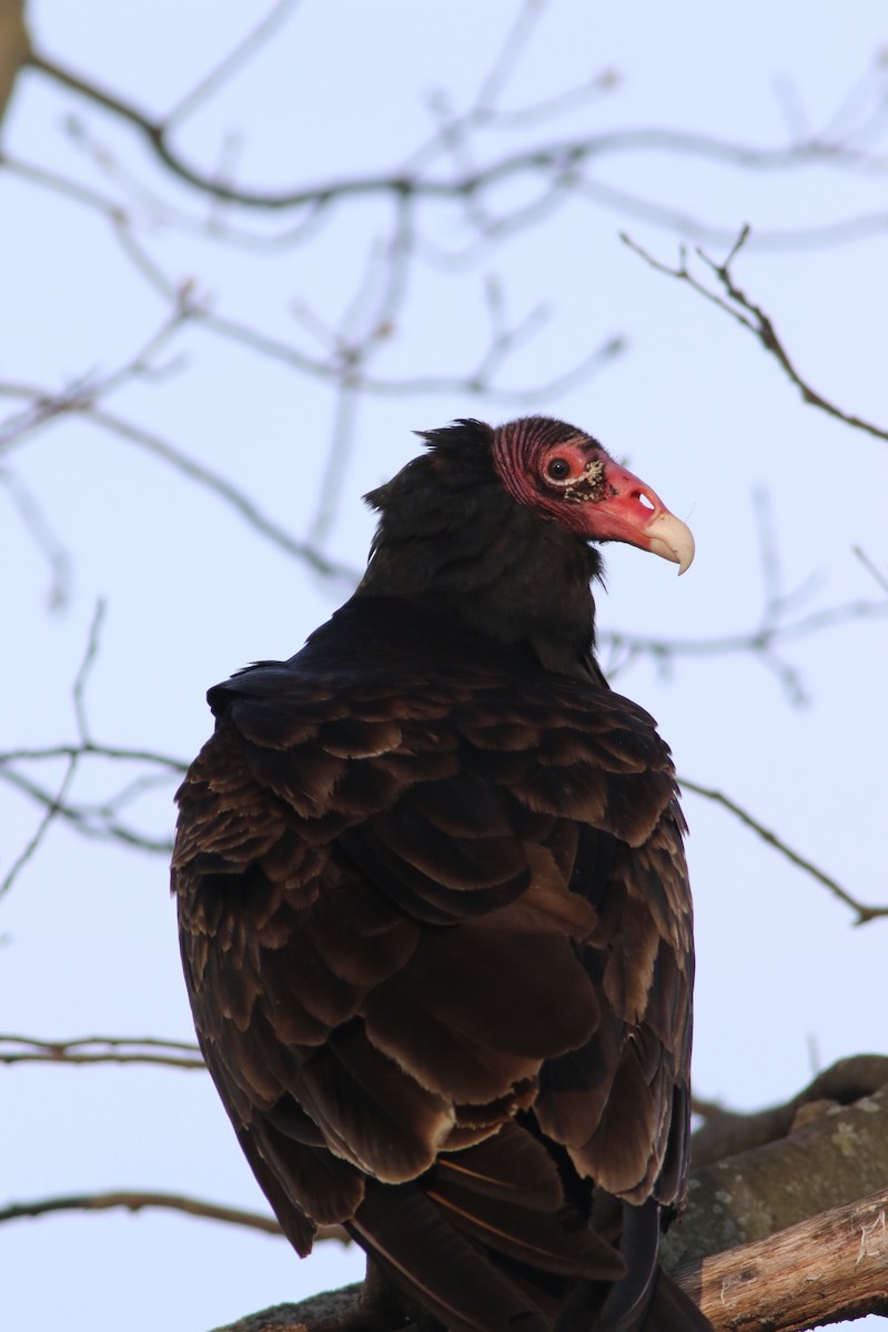 Turkey Vulture - ML617845204