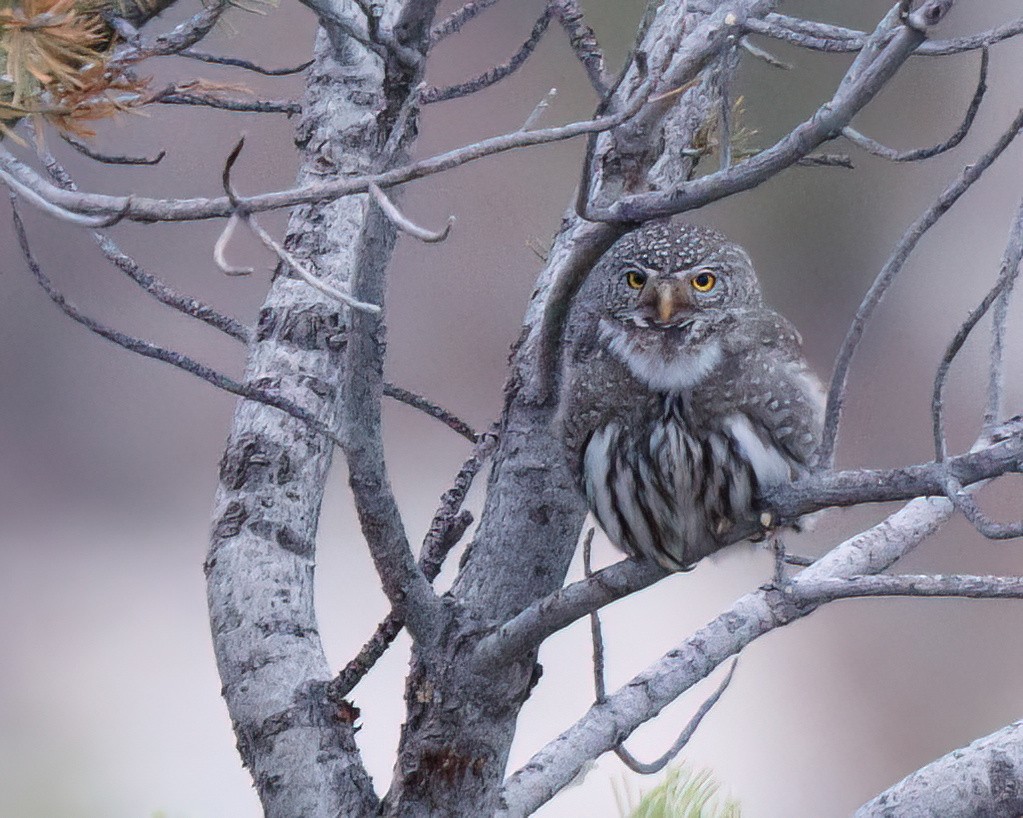 Northern Pygmy-Owl - ML617845229
