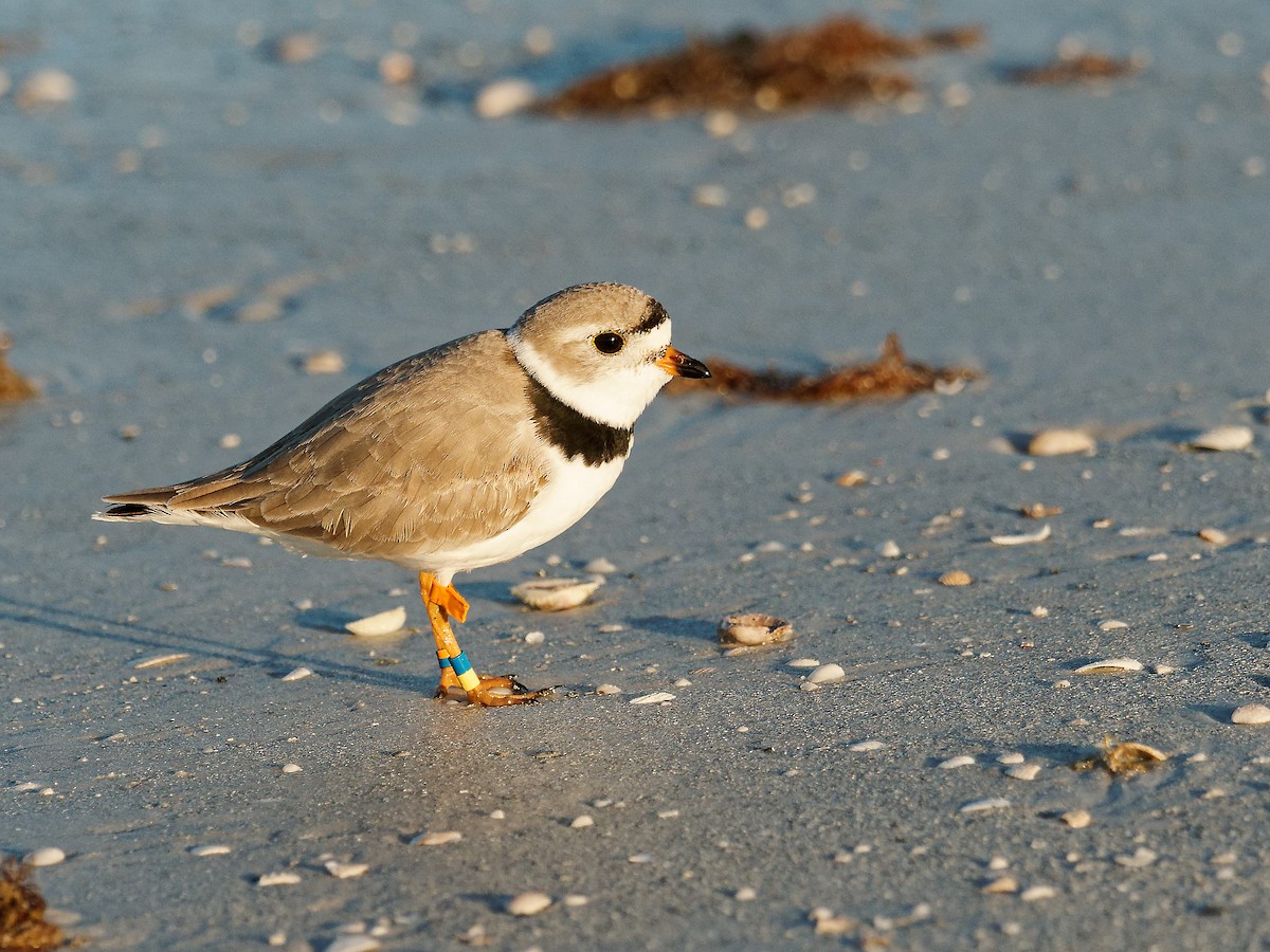 Piping Plover - ML617845238