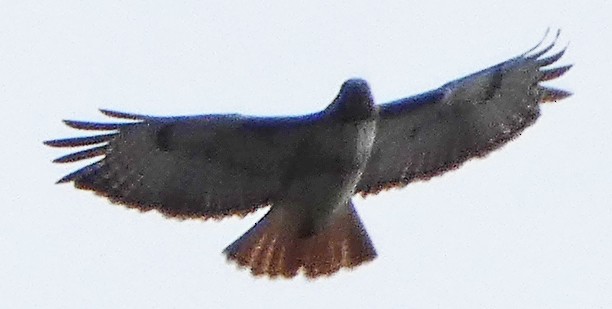 Red-tailed Hawk - ML617845254