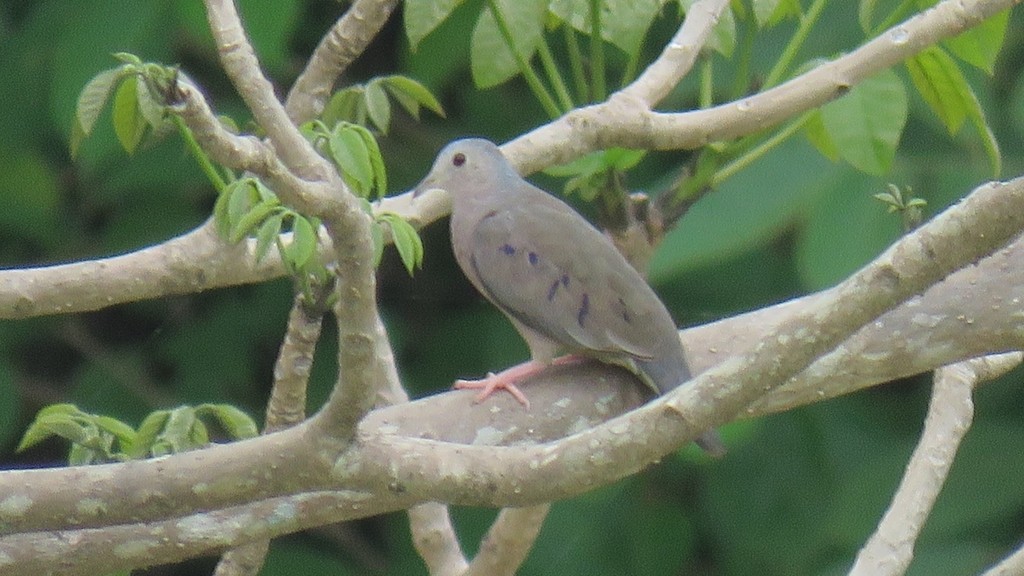 Plain-breasted Ground Dove - ML617845255