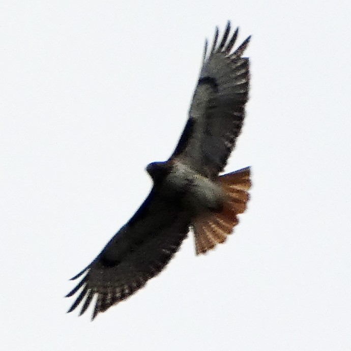 Red-tailed Hawk - C Fred Zeillemaker