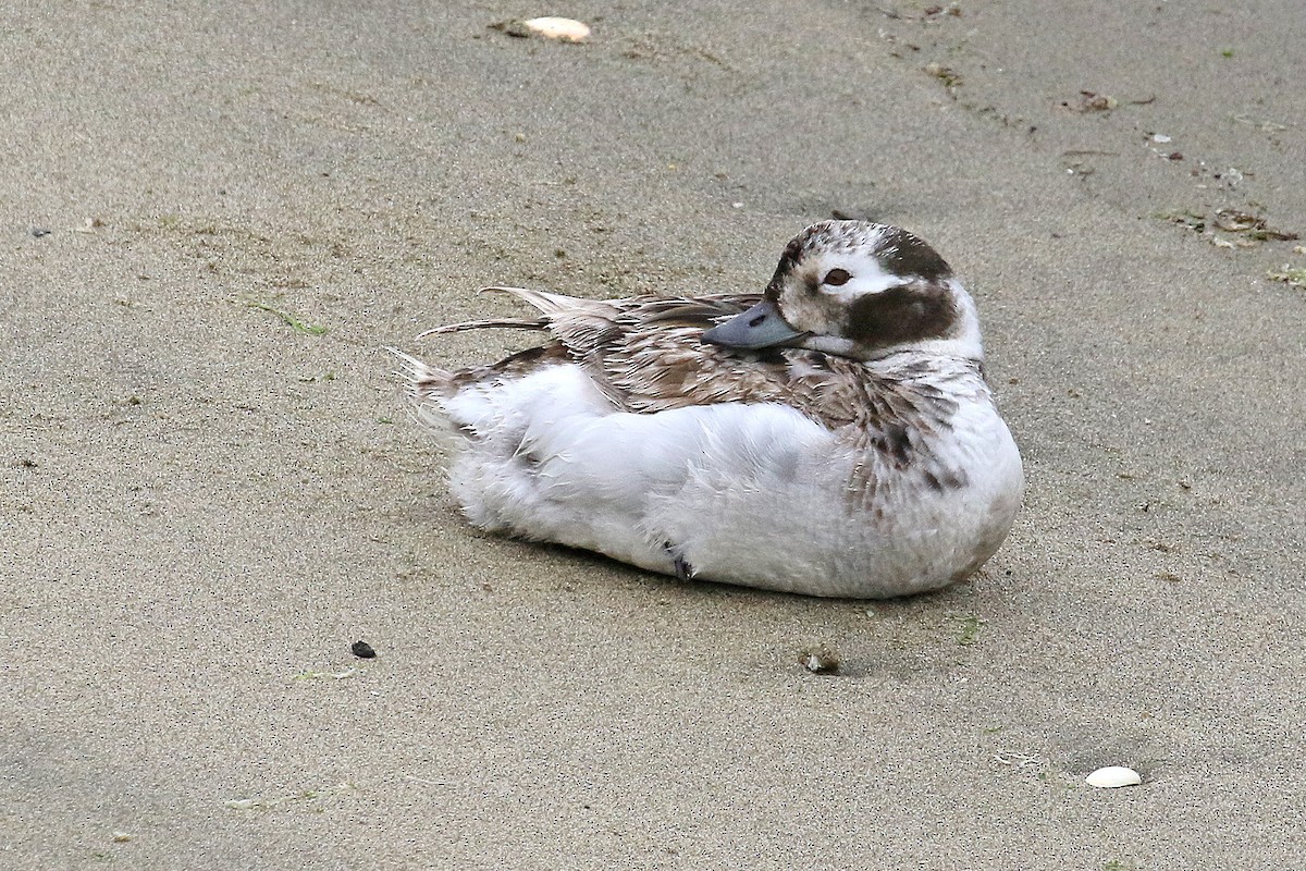 Long-tailed Duck - ML617845307