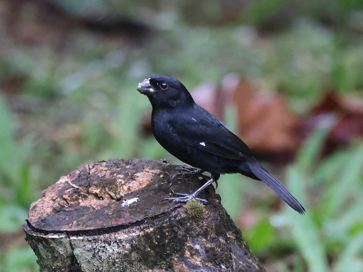 Variable Seedeater - ML617845330