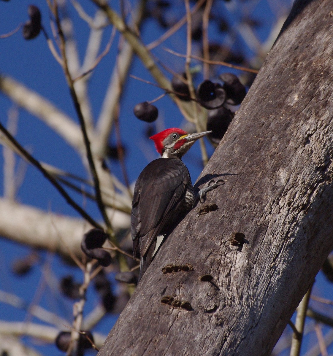 Lineated Woodpecker - Gisele Schoene