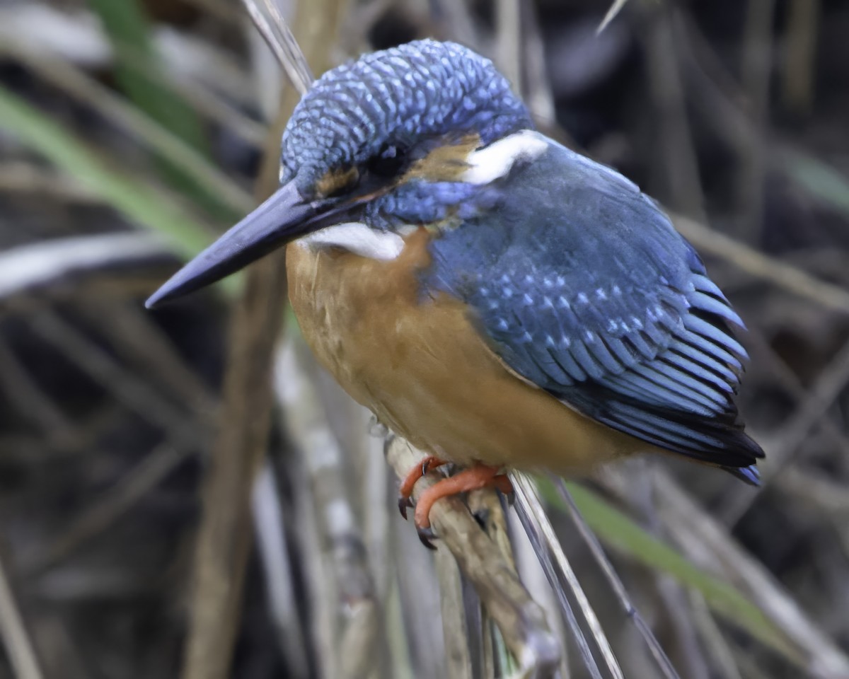 Common Kingfisher - Grant Price