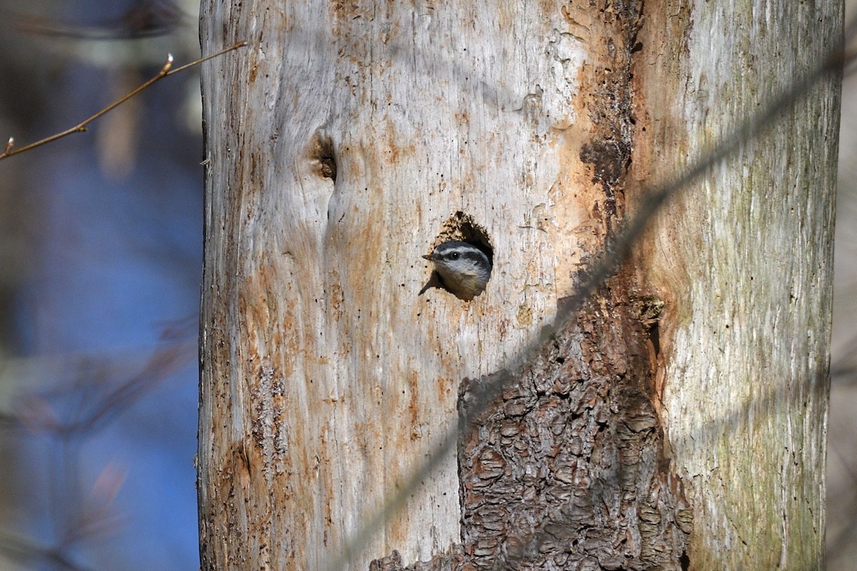 Red-breasted Nuthatch - ML617845409