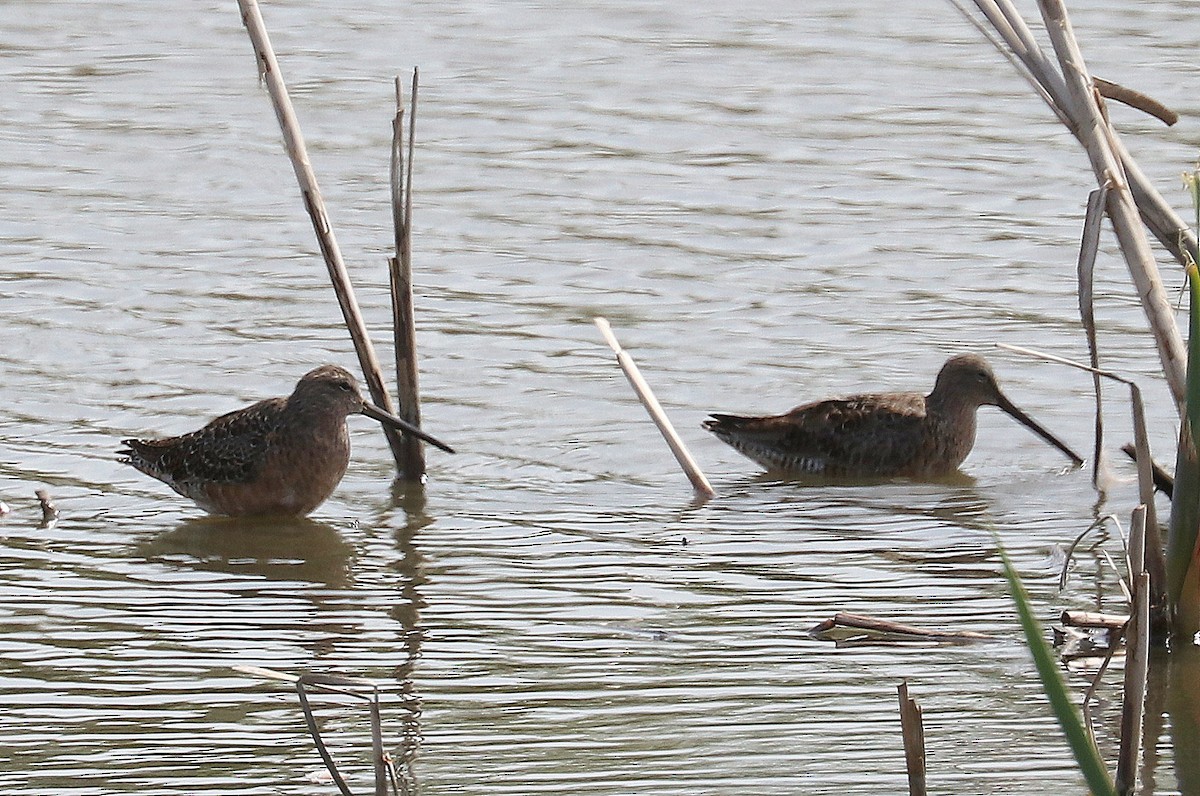 Long-billed Dowitcher - terrance carr