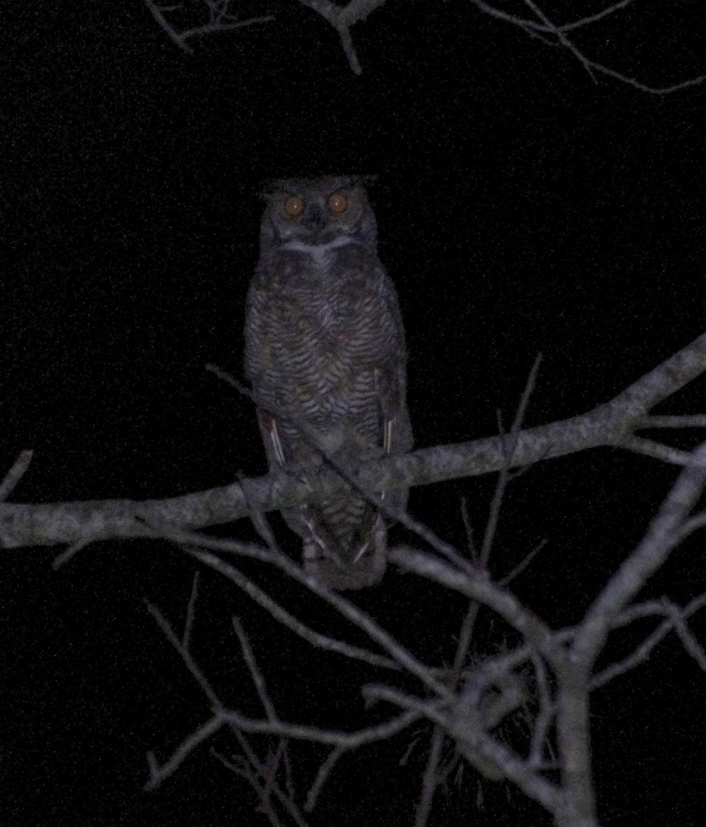 Great Horned Owl - ML617845413