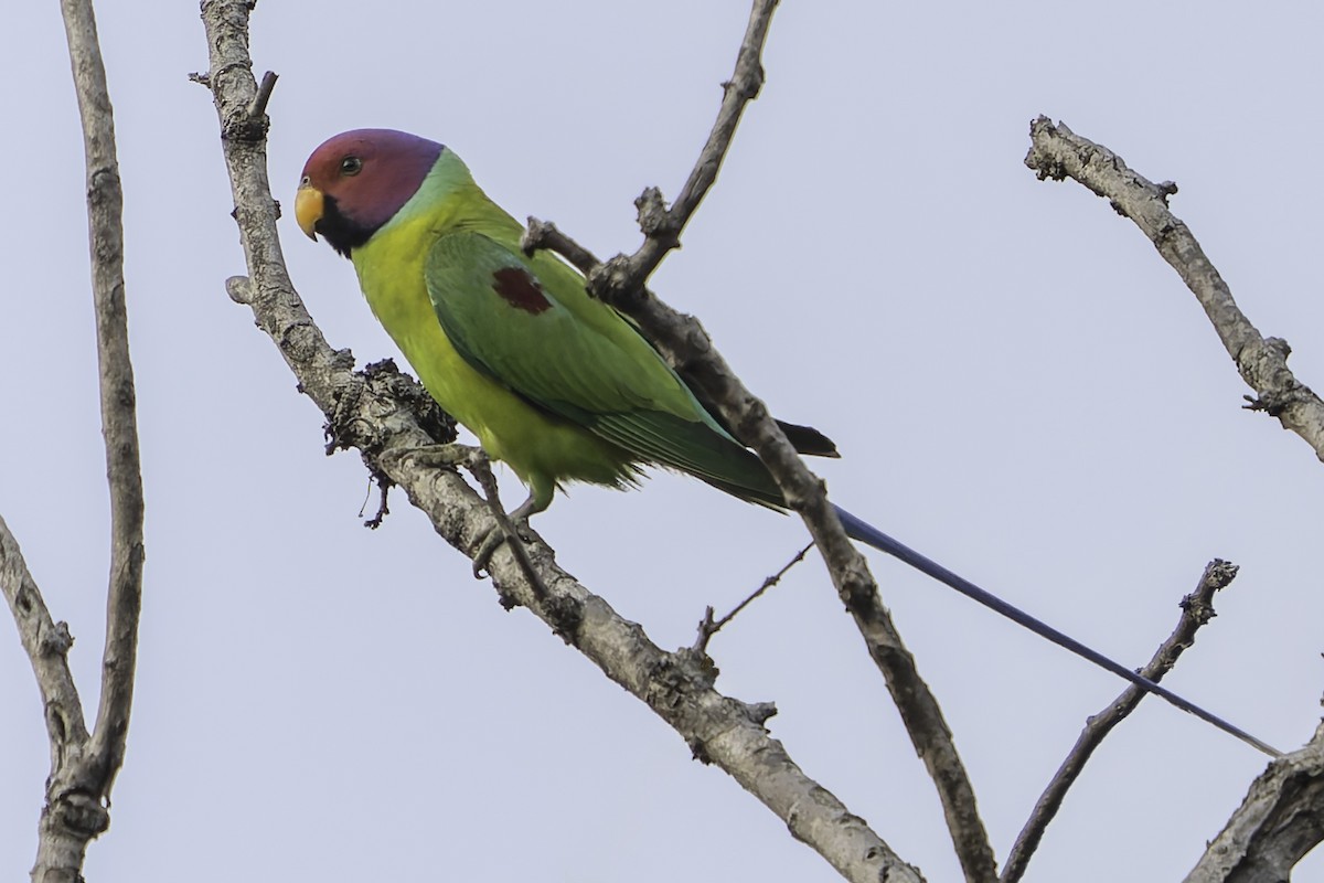 Plum-headed Parakeet - Grant Price