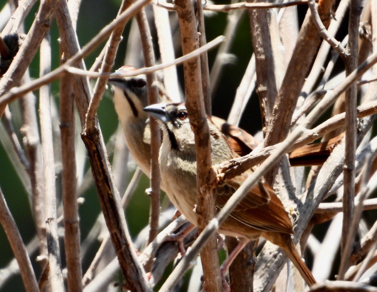 Rusty Sparrow - ML617845531