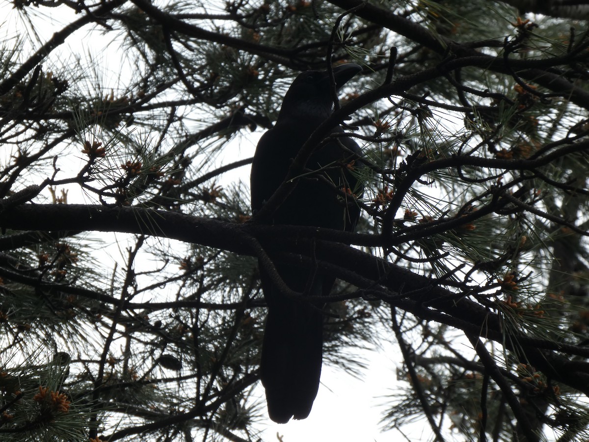 Large-billed Crow - ML617845546