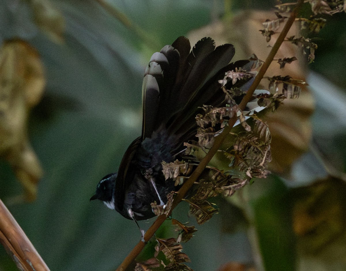 White-throated Fantail - ML617845566
