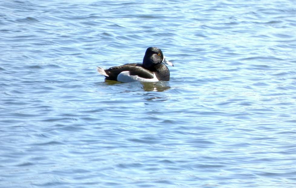 Ring-necked Duck - ML617845576