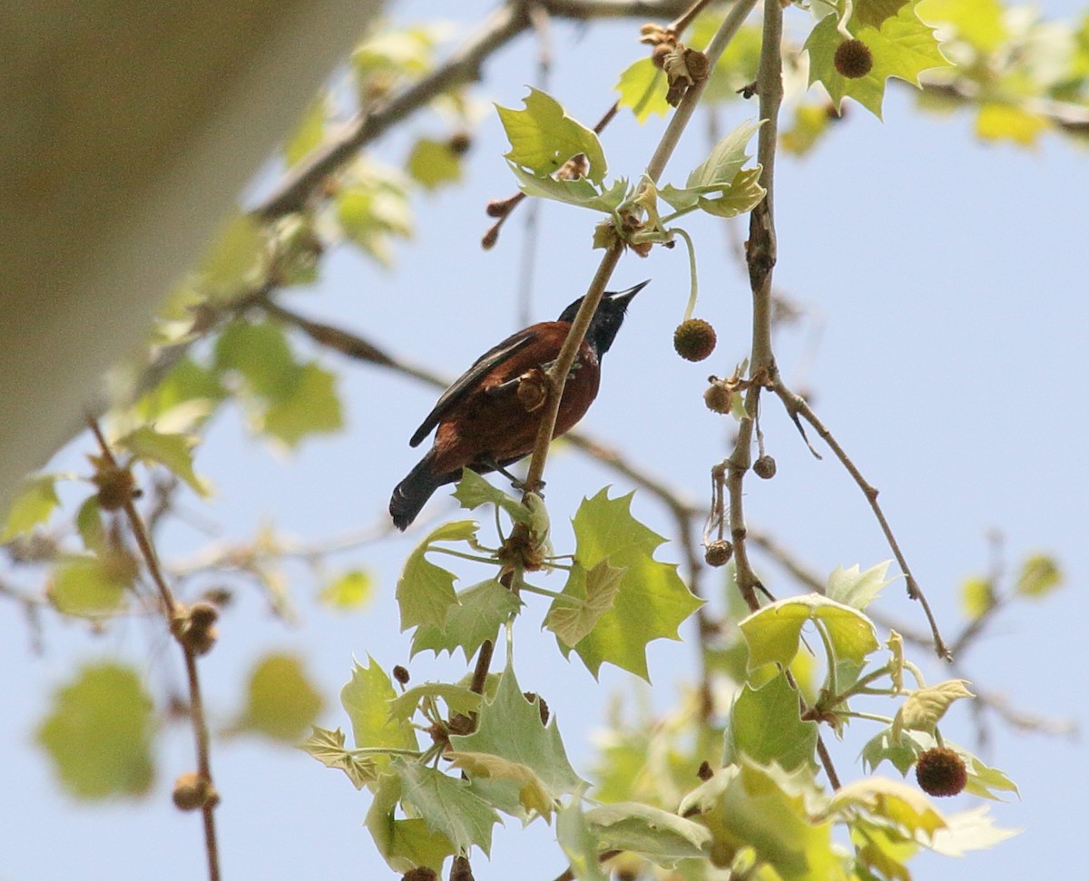 Orchard Oriole - Brian Voorhees