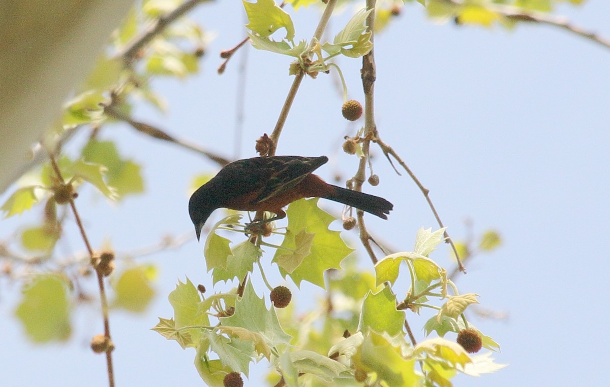 Orchard Oriole - ML617845594