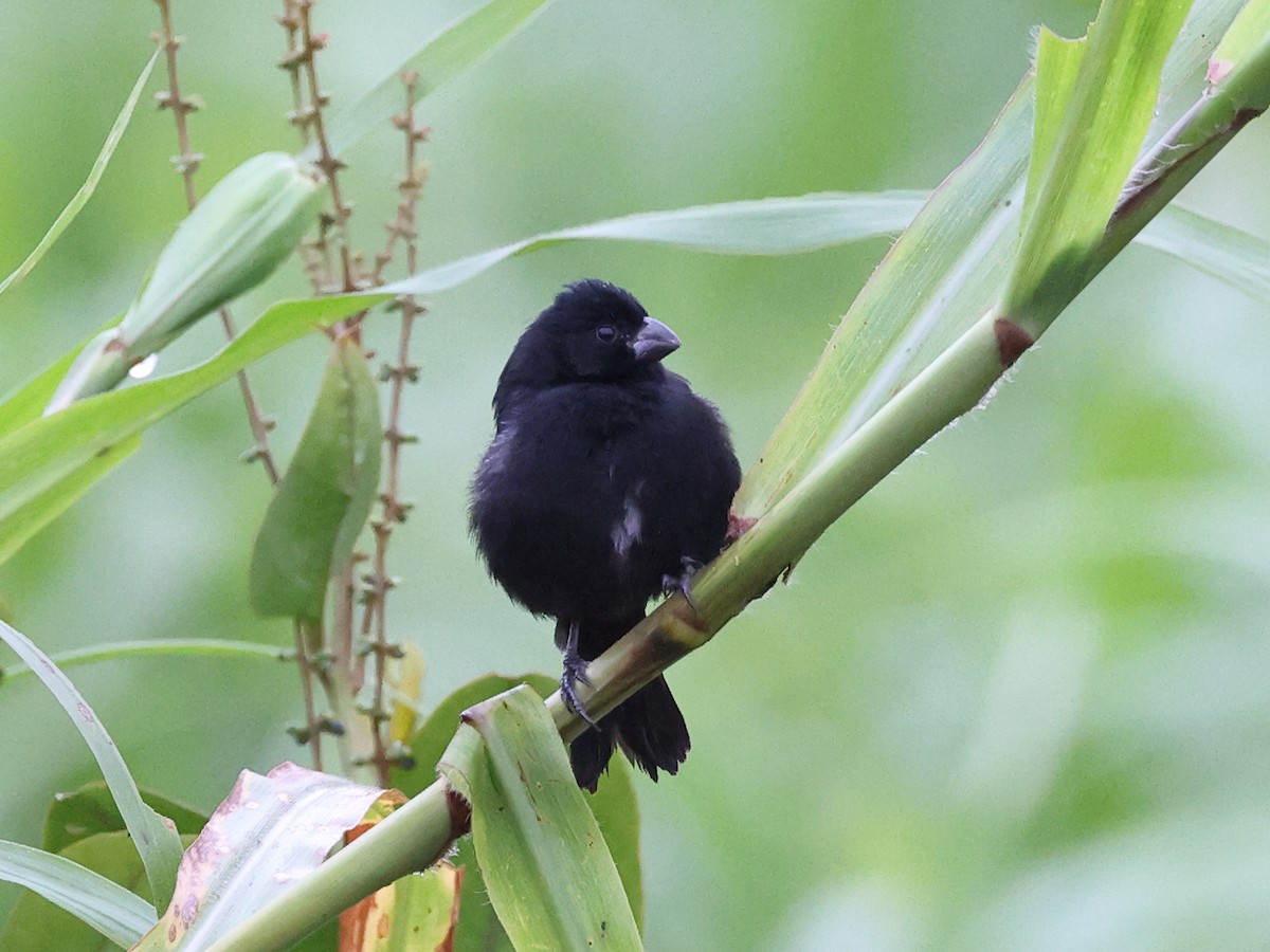 Variable Seedeater - ML617845617