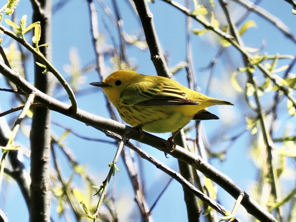 Yellow Warbler - Jim Sparrell