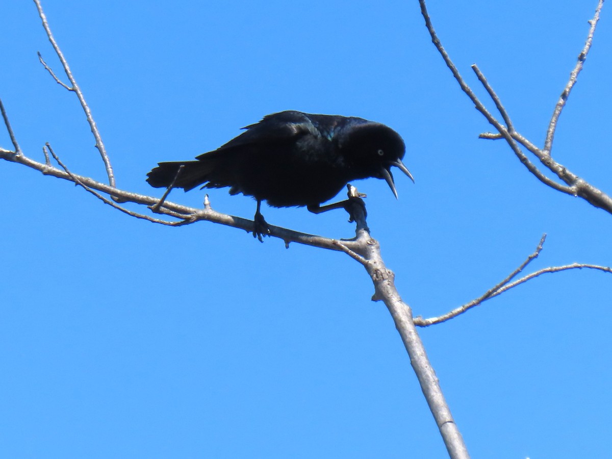 Boat-tailed Grackle - ML617845659