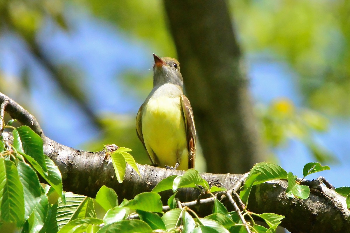 eBird Checklist - 23 Apr 2024 - Ashby Pond Conservancy Site - 22 species