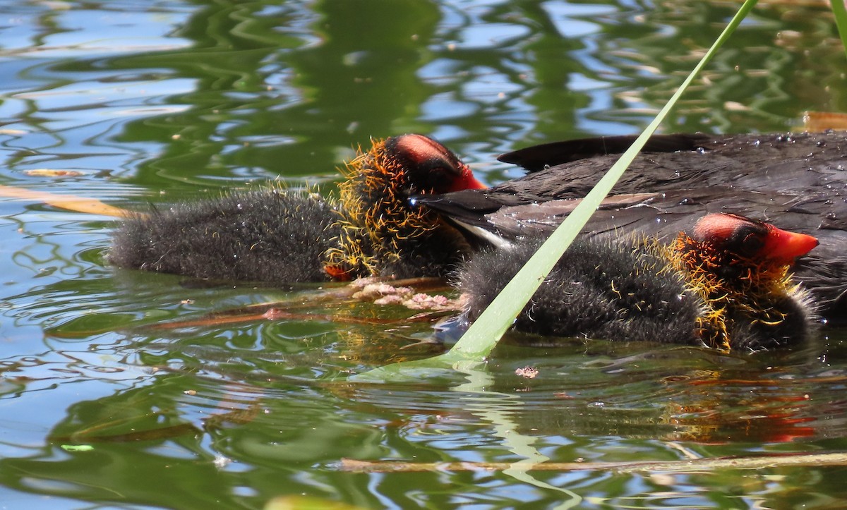 American Coot (Red-shielded) - ML617845670
