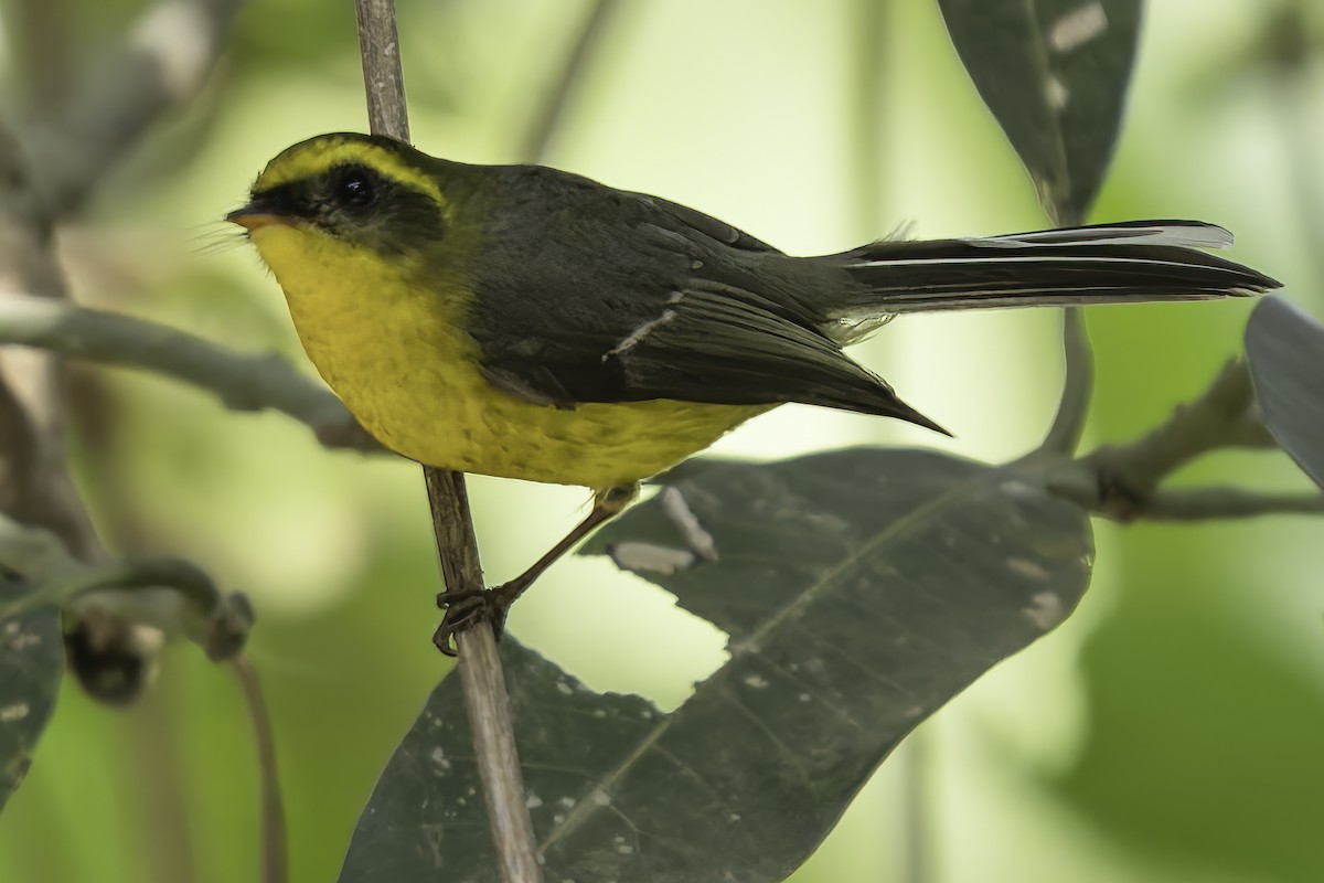 Yellow-bellied Fairy-Fantail - ML617845761