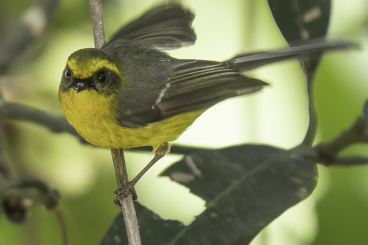 Yellow-bellied Fairy-Fantail - ML617845765