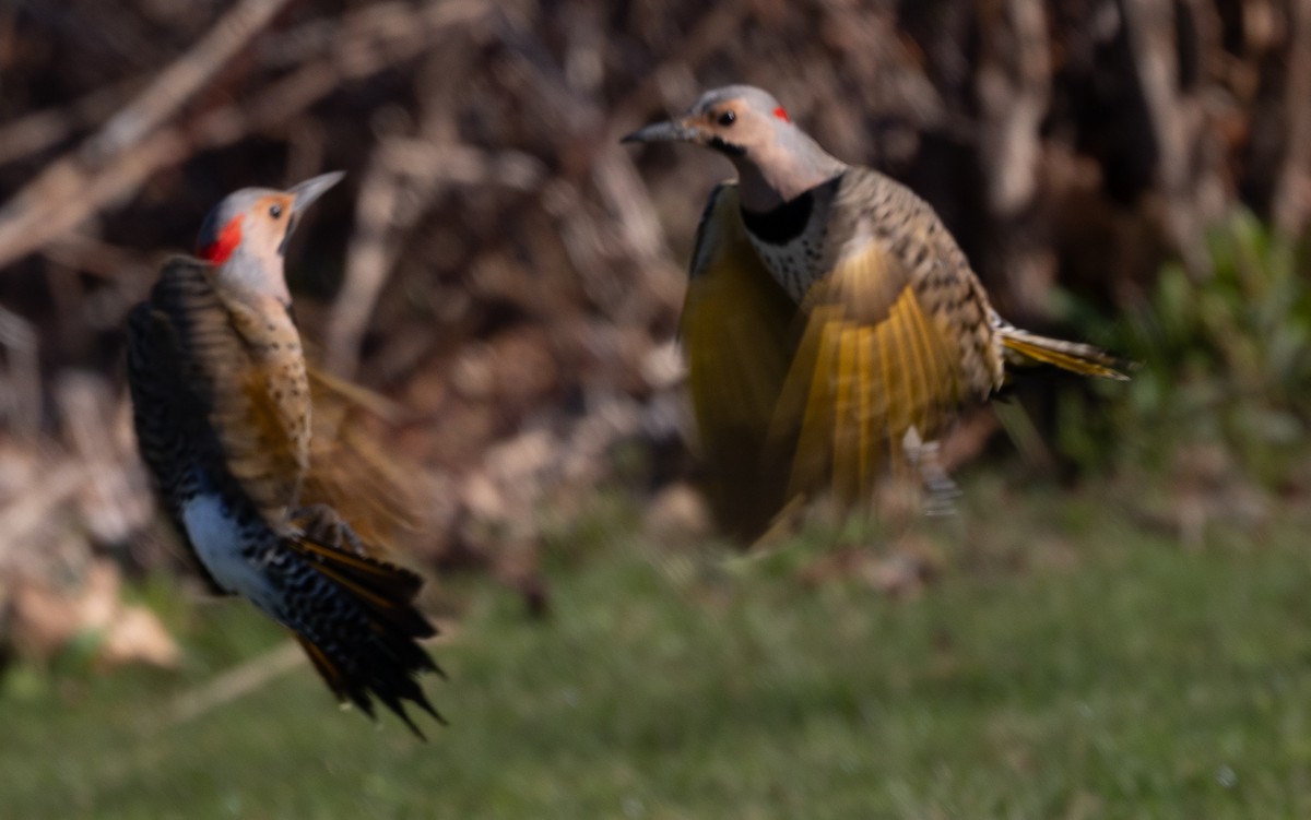 Northern Flicker (Yellow-shafted) - ML617845784