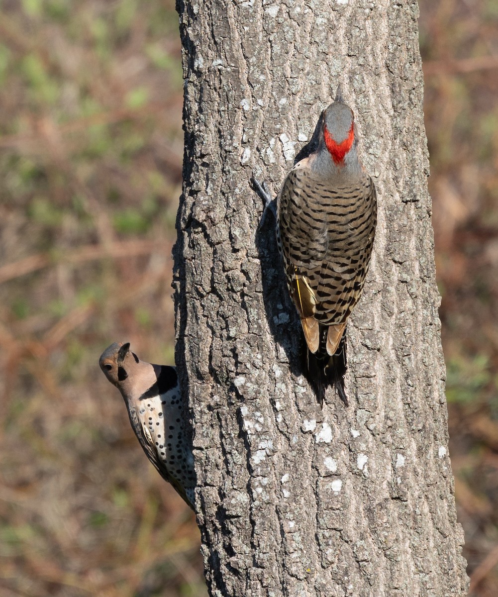 Northern Flicker (Yellow-shafted) - ML617845786