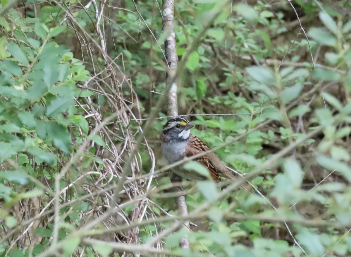 White-throated Sparrow - ML617845812