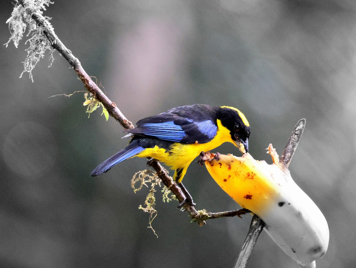 Blue-winged Mountain Tanager - ML617845992