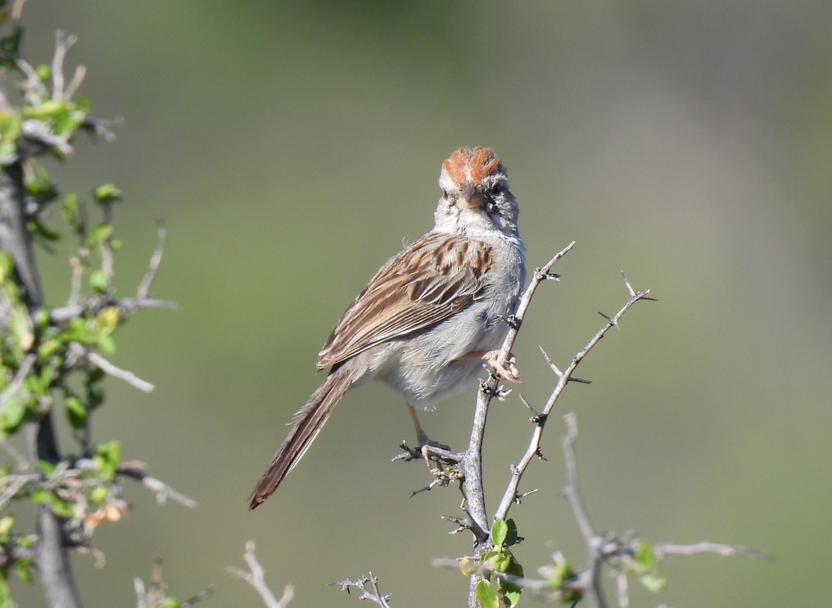 Rufous-winged Sparrow - Julie Furgason