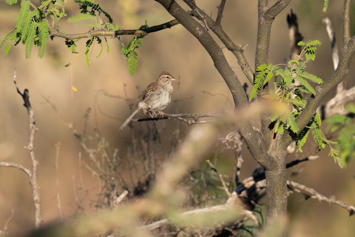 Rufous-winged Sparrow - ML617846212
