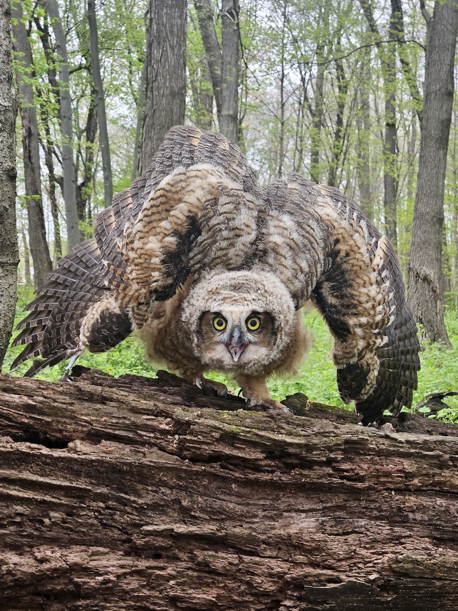 Great Horned Owl - ML617846238