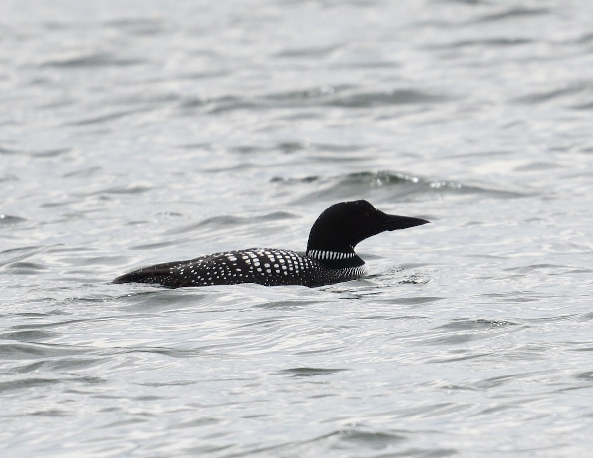 Common Loon - Margaret Hough