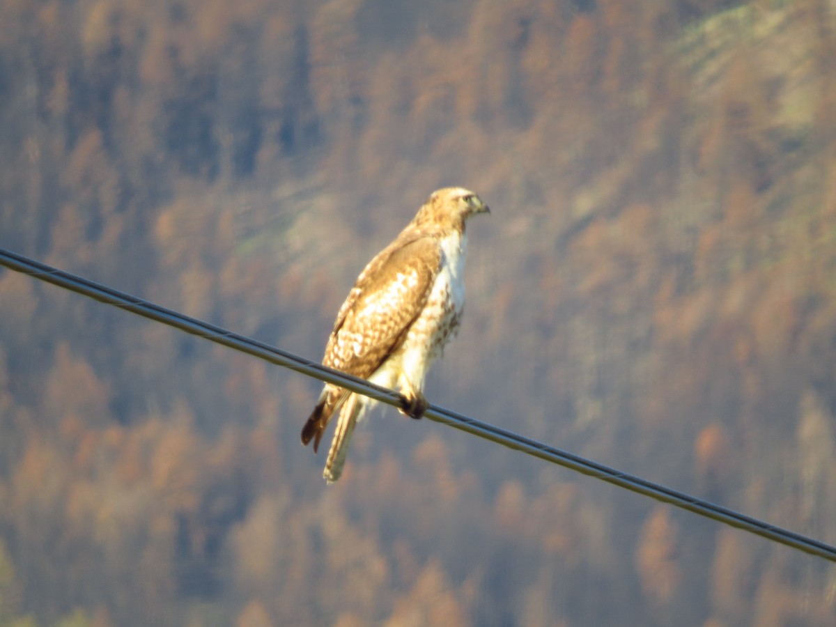Red-tailed Hawk - ML617846250