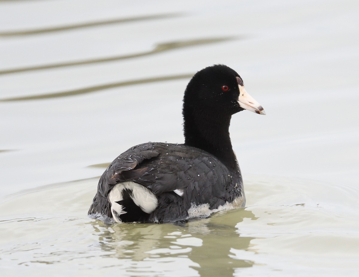 American Coot - Margaret Hough