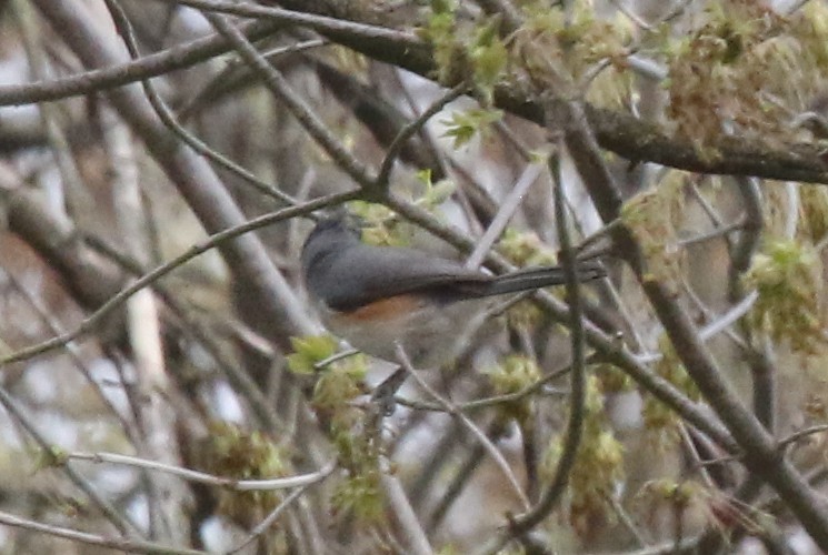Tufted Titmouse - Joan and/or George Sims