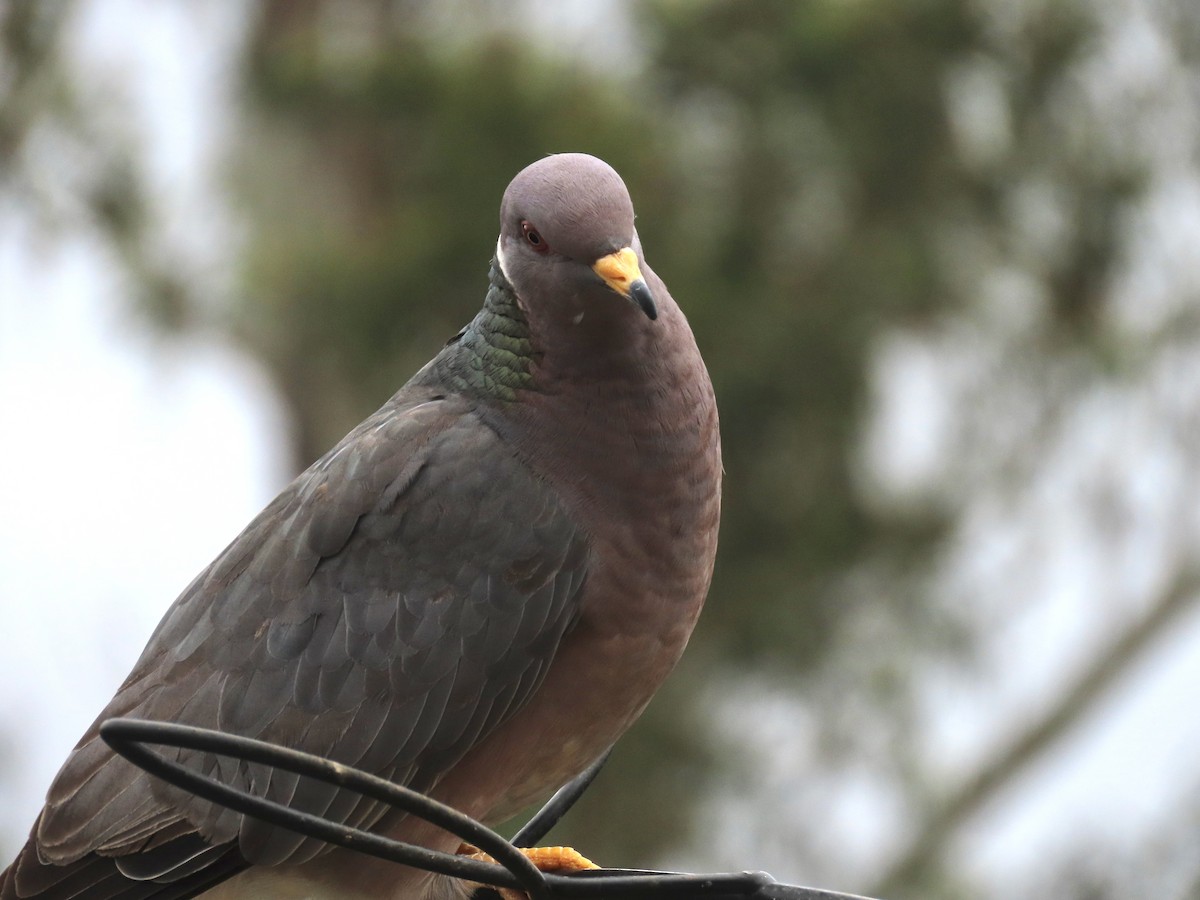 Band-tailed Pigeon - Alane Gray