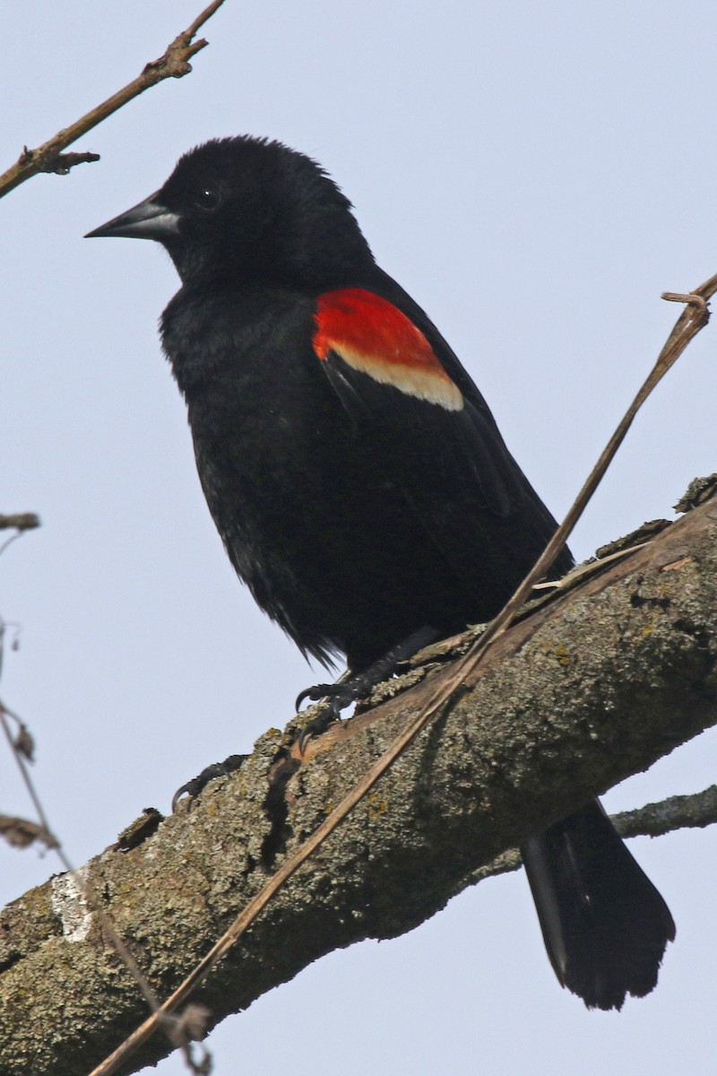 Red-winged Blackbird - ML617846384