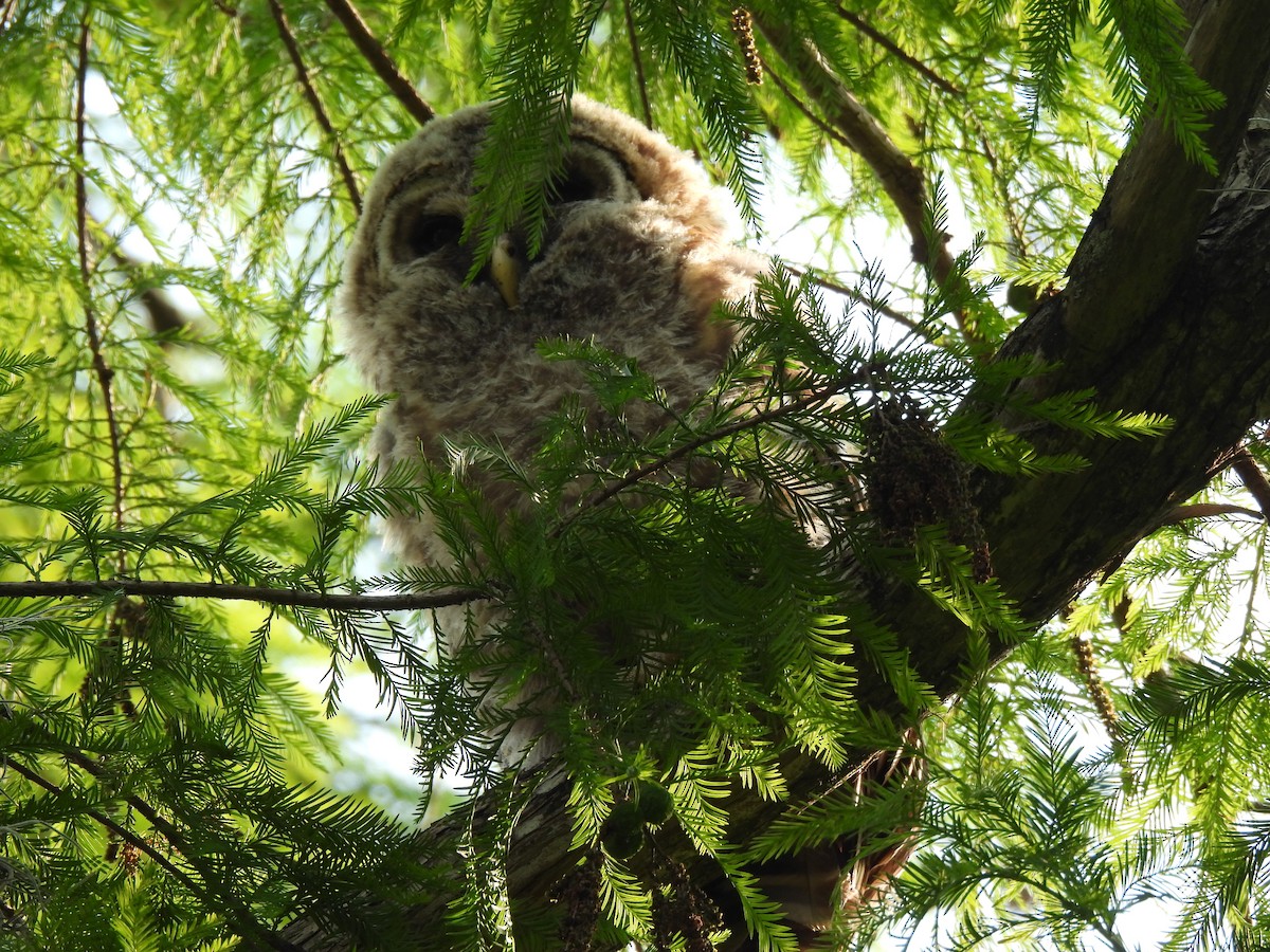 Barred Owl - kenneth lipshy