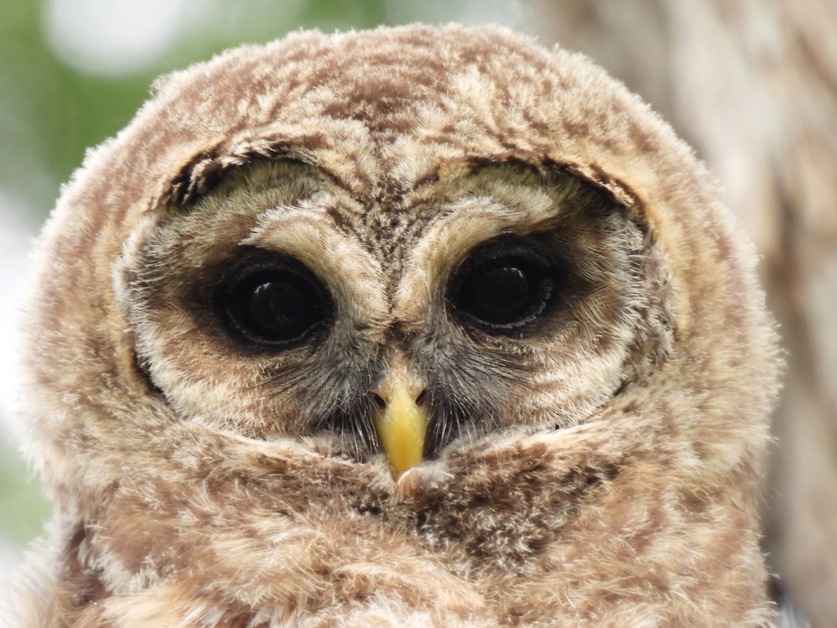 Barred Owl - kenneth lipshy
