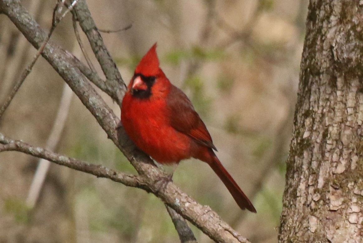 Cardinal rouge - ML617846446