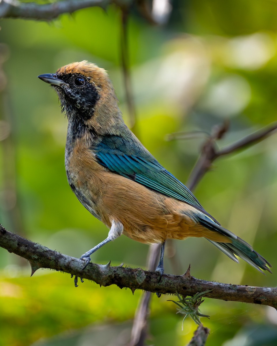 Burnished-buff Tanager - ML617846531