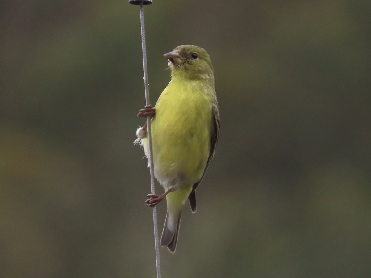 Lesser Goldfinch - Alane Gray