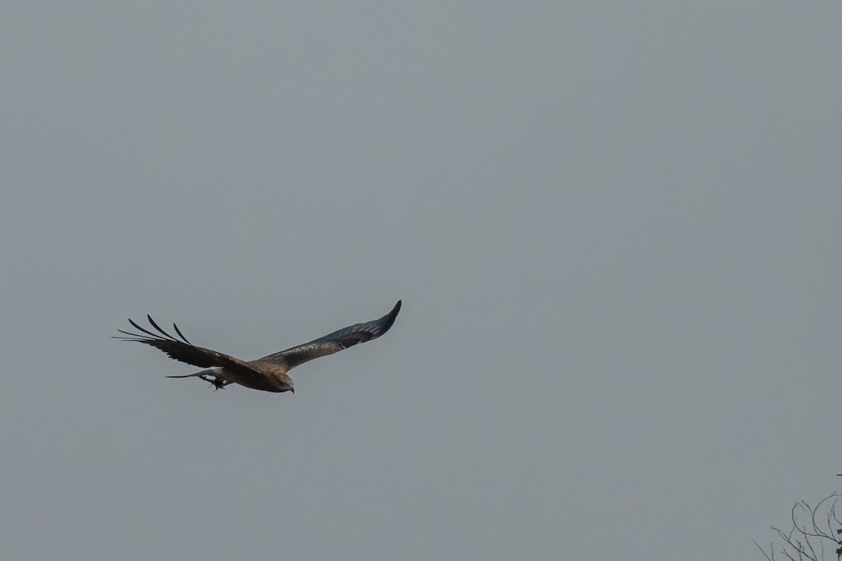 Square-tailed Kite - Adrian Boyle